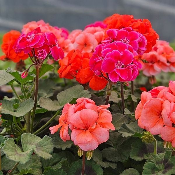 알티피아 [하프클럽]TC_제라늄모종1+1 (펠라고늄) -다양하고화려한꽃 다양한