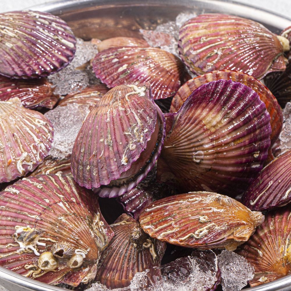 [성각농수산 위탁업체]당일조업 제철 통영 세척 홍가리비 3kg/5kg (kg당 17미내외)