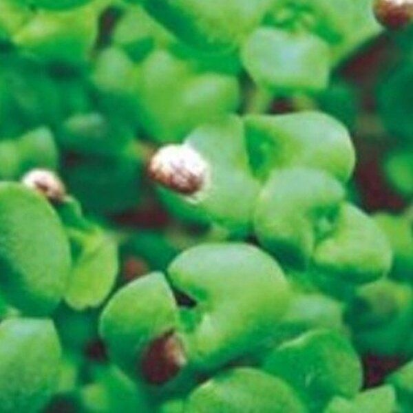 고품질 새싹전용 새싹 들깨 야채 채소 종자 씨앗 키우기 200g 종자판매 종묘사 들깨씨 씨앗판매 WFGYTPS