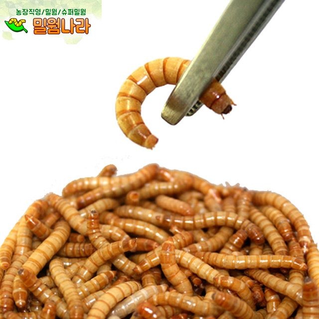 살아있는 밀웜 - 1.8~2.0cm /밀웜/생밀웜/슈퍼밀웜