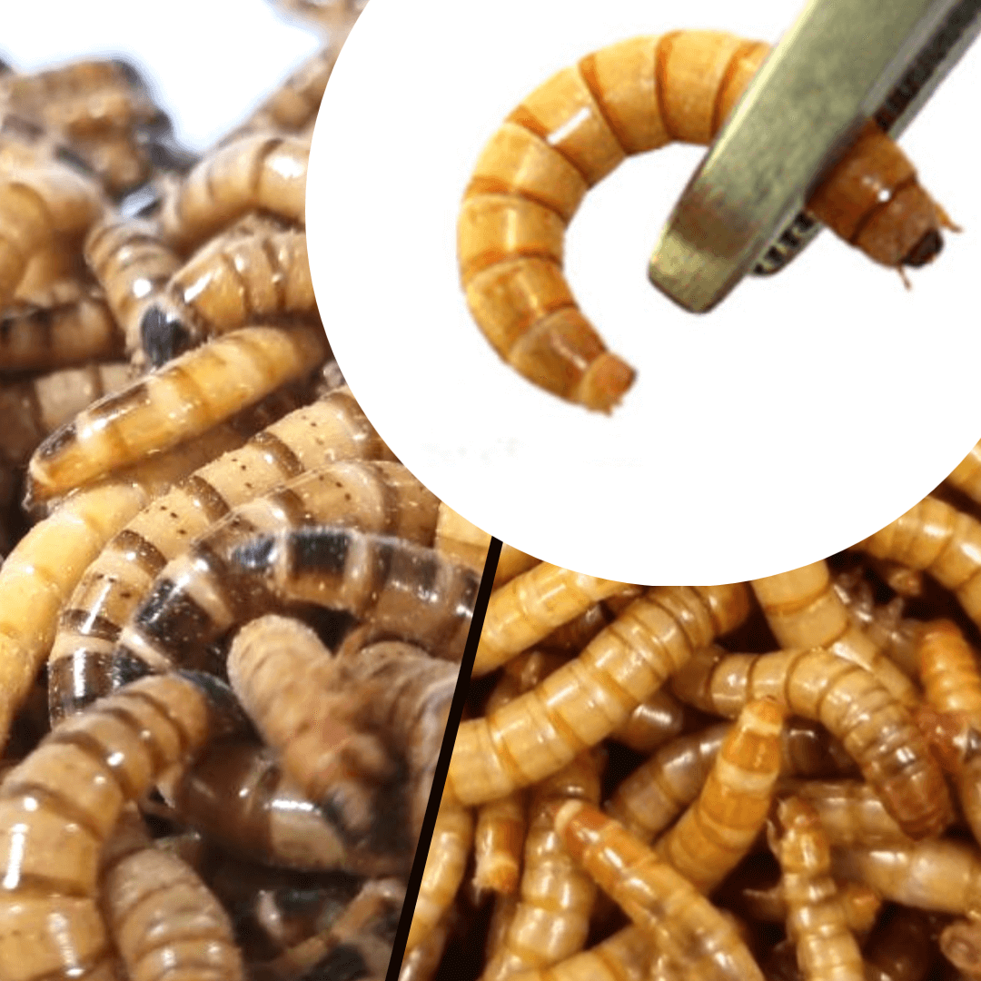 극소(약 0.3~0.8cm) 밀웜 생밀웜/슈퍼밀웜/살아있는 밀웜