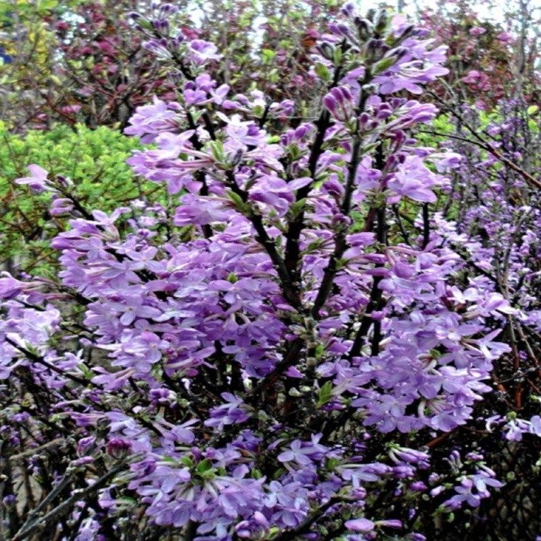 착한가격 나무생각 착한가격 나무생각 / 팥꽃나무 / 1m(전후) / 개화주