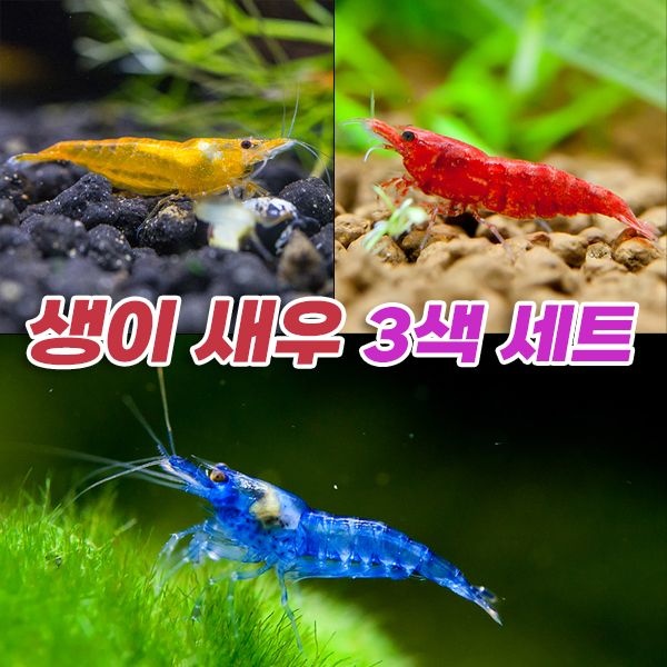 피알피쉬 생이 새우 3색 세트 (6마리) 애완 관상용 새우키우기 어항 이끼 청소물고기