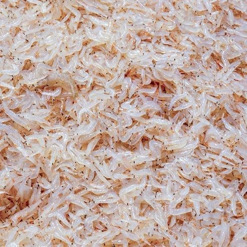 [롯데백화점] 맛있는날 인천 소래포구 김장용 생새우 1kg/급냉 김장새우 동백하