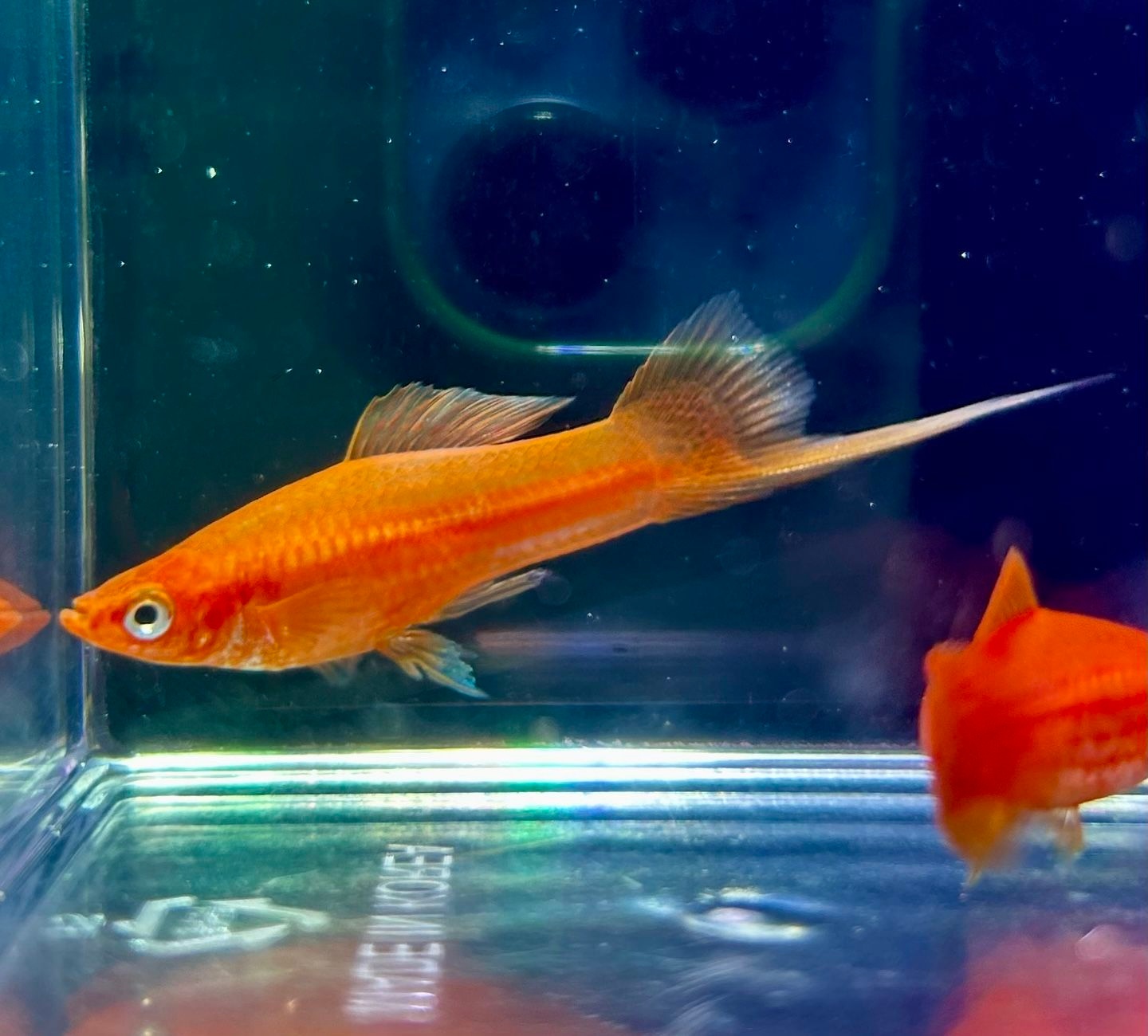 소드테일 4마리 피쉬웨이 인천수족관 / 수족관 관상어 열대어 물고기 구피 키우기쉬운물고기