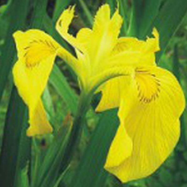 [하프클럽]노랑꽃창포 씨앗 야생화 정원 화초 정원꾸미기 식물