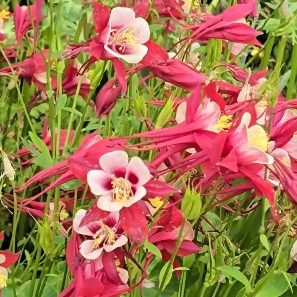 착한가격 나무생각 / 매발톱(꽃색은 랜덤입니다.) / 포트묘 / 10주