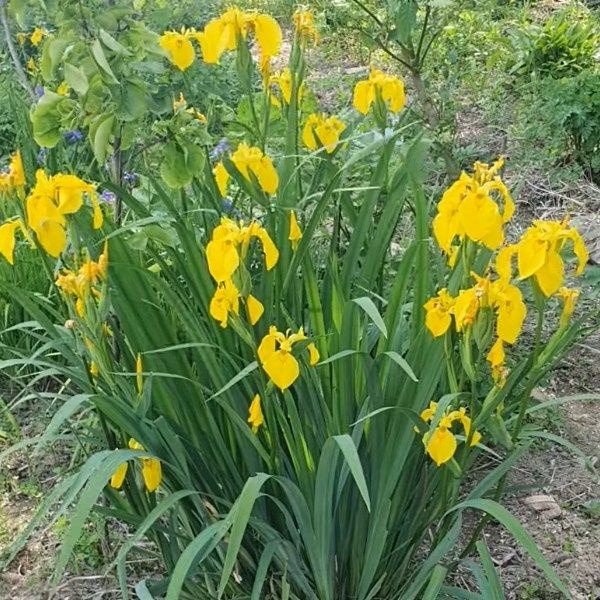 착한가격 나무생각 / 꽃창포(노랑꽃창포) / 포트묘 / 10주