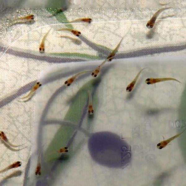 [서진열대어직판장-구피] A급 랜덤구피 치어 10마리-수족관,수족관용품,구피사료,열대어사료,어항