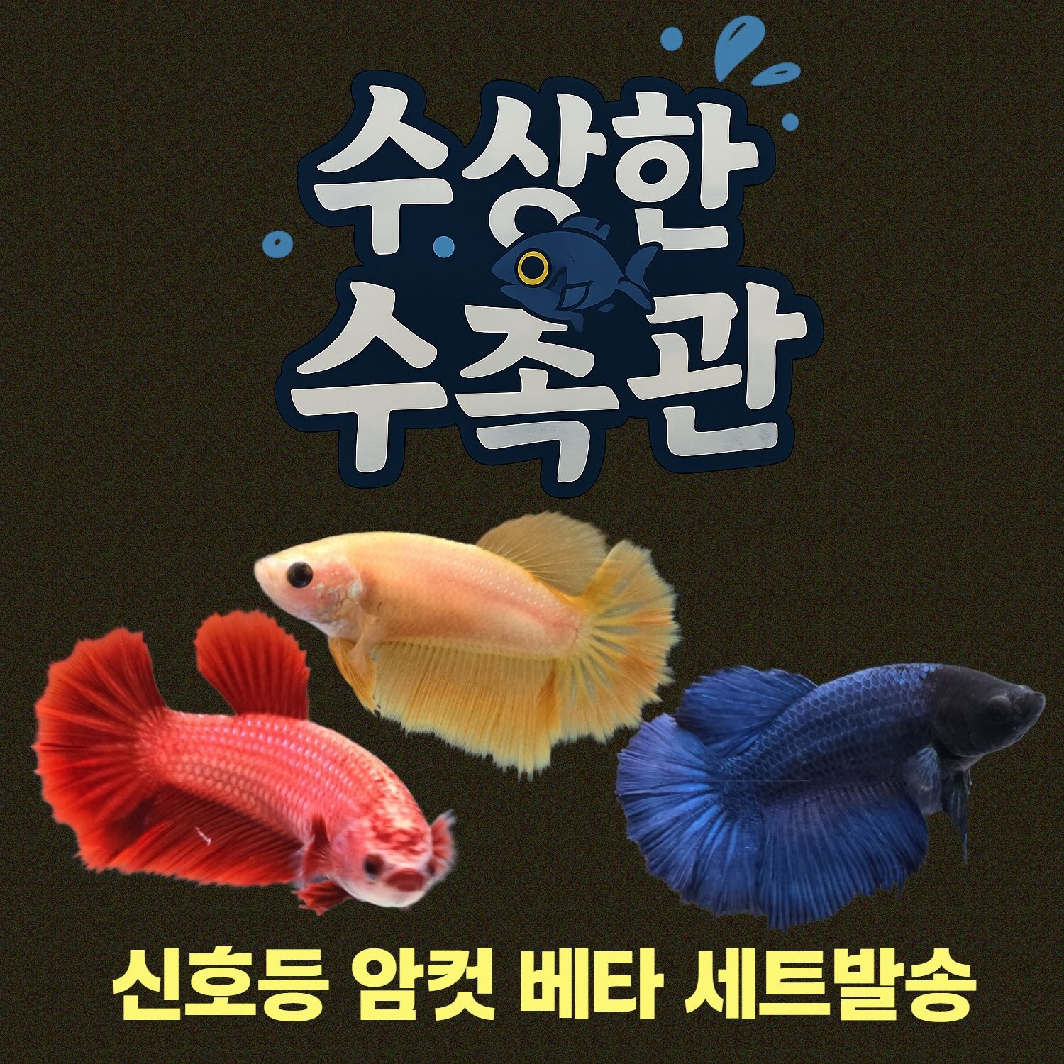 [수상한수족관] [하프문베타 ] 신호등(빨.노.파) 하프문 베타 암컷/ 3마리세트 /색상 랜덤발송 열대어 관상어