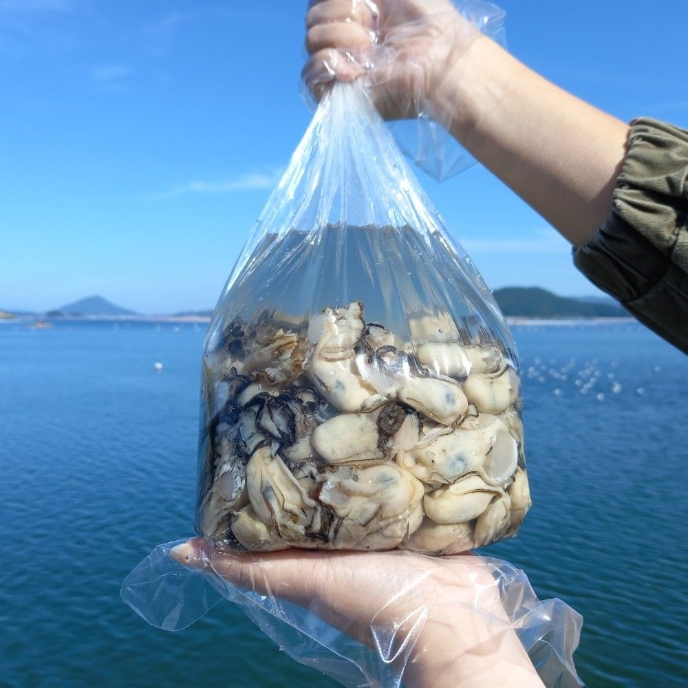 당일횟감 통영 신선한 생굴 1kg/2kg 중사이즈 : 롯데ON
