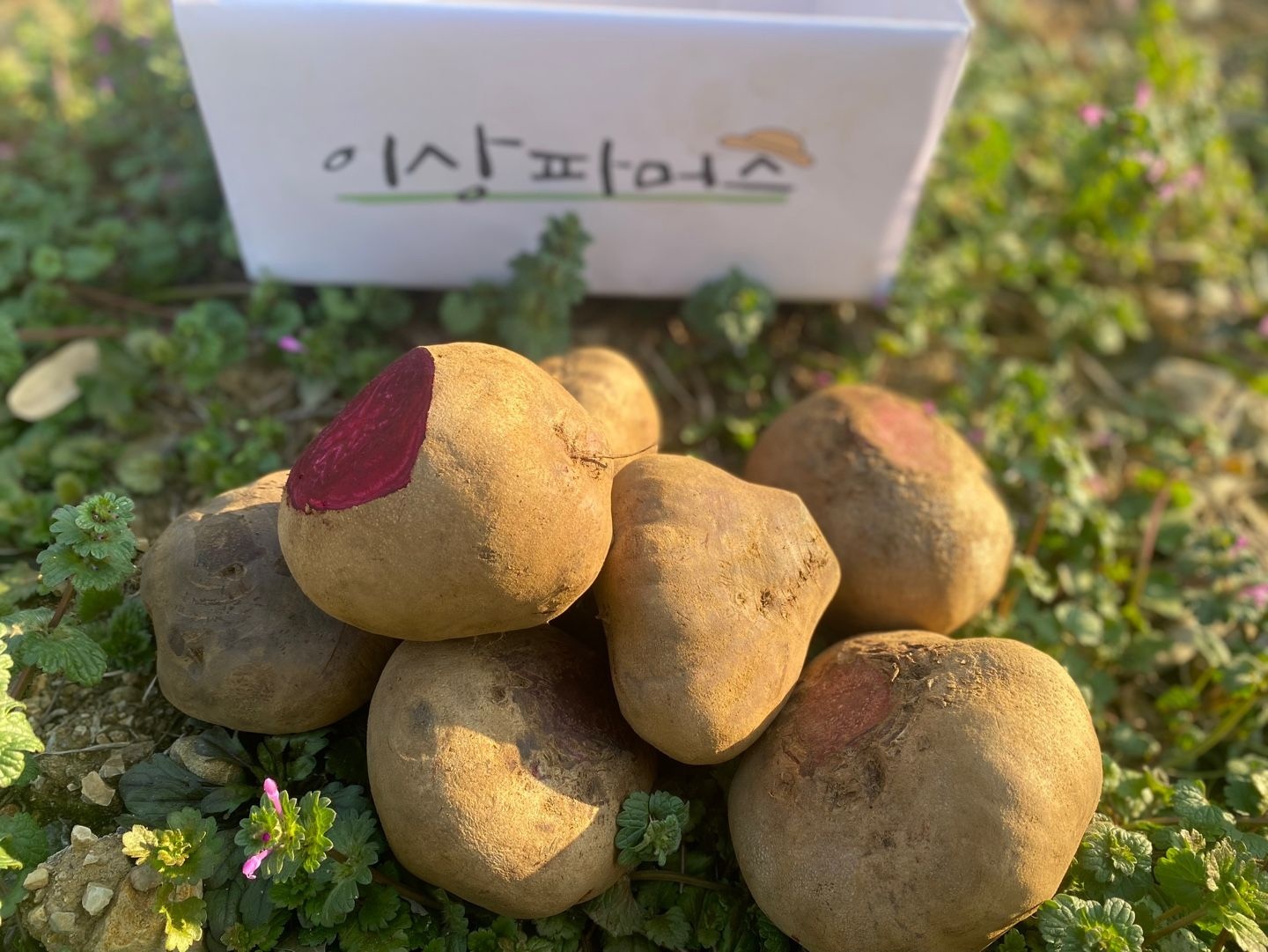 신선한 제주 햇 레드비트 1kg 2kg 3kg 4kg