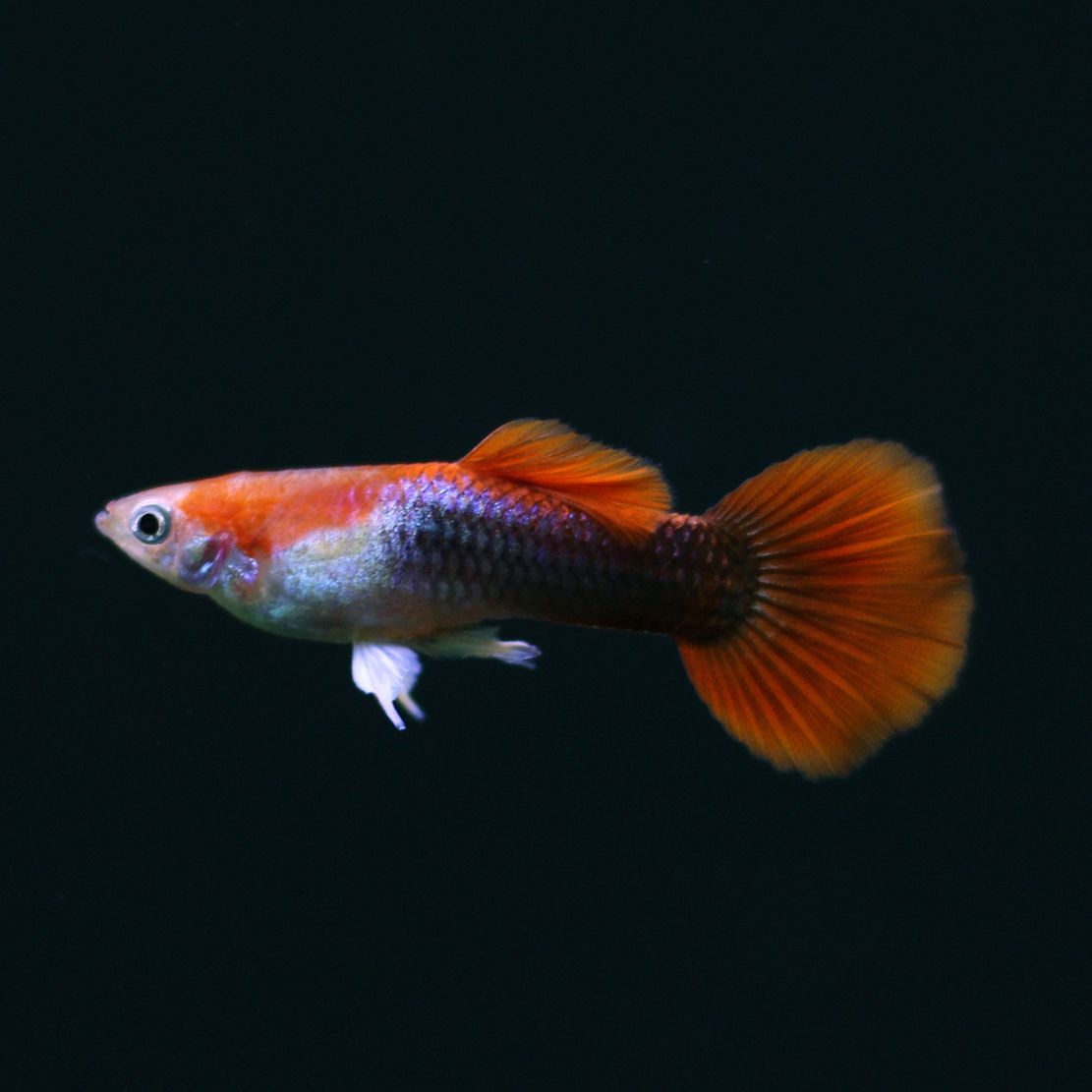 레드 브론즈 구피 10마리(암5수5) 관상용 애완 열대어 물고기 관상어 키우기 수족관 마리아쿠아