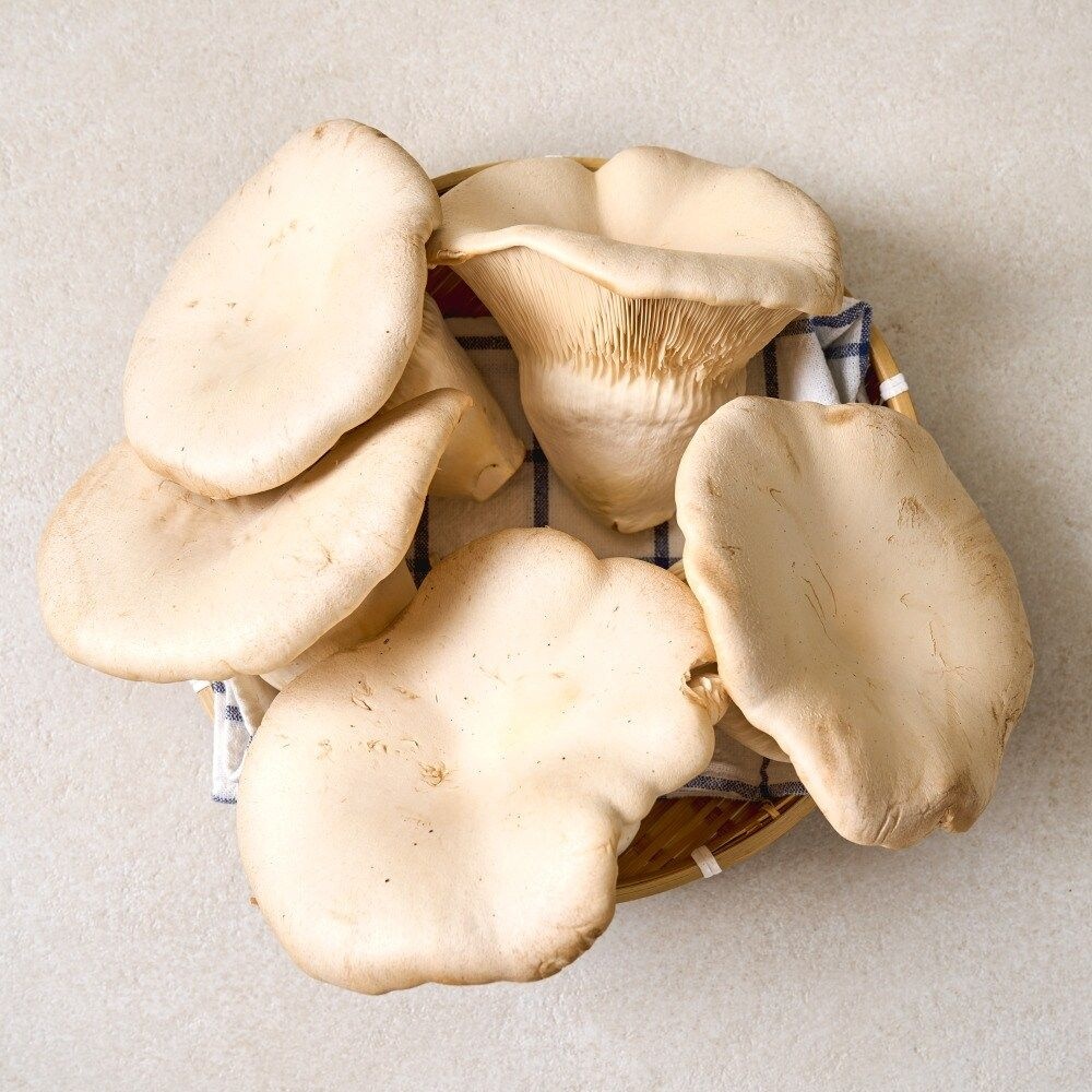 GAP인증 무농약 설원버섯 4개입 (총 700g이상) 황제버섯 스테이크버섯