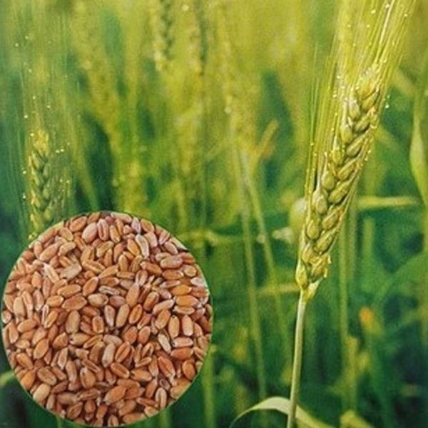 30g 종자 조선밀씨앗 곡물 30g곡물종자 조선밀종자 벼과