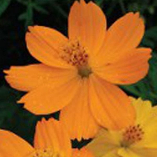 야생화씨앗 황코스모스 혼합 꽃씨 1리터 혼합종자 혼합꽃종자