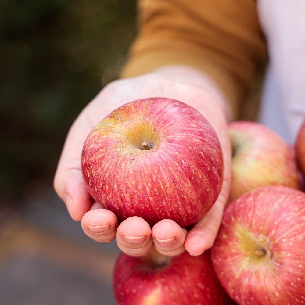 셋째딸농부 못난이 부사 사과 가정용 중과 2kg 소포장