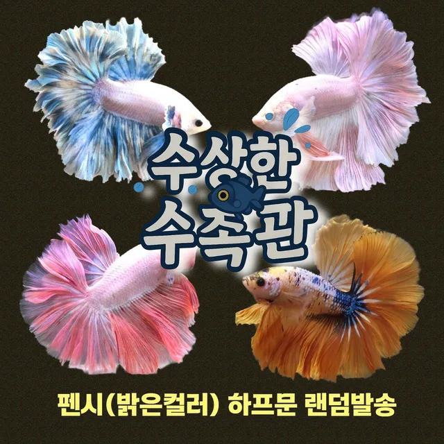 [수상한수족관] [하프문베타 ] 팬시(밝은컬러) 하프문 수컷 베타 / 1마리 / 랜덤발송