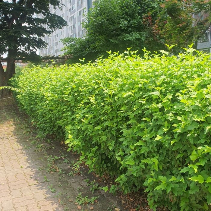 목하원예조경 국내산 무궁화나무 2년생 특묘 국산 무궁화 묘목 10주 묶음 여름꽃 정원조경나무 노지월동 (목하원예조경)