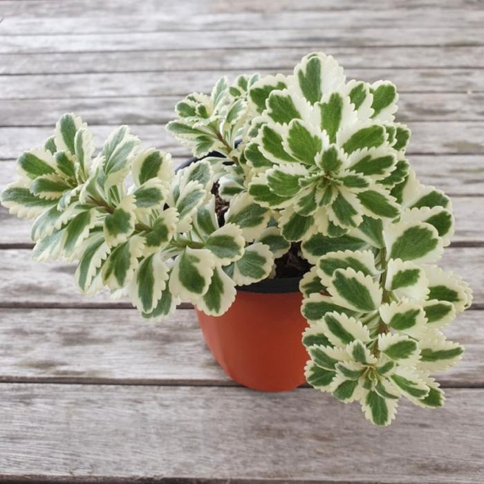 실내에서 키우기좋은 아틀란티스 화분 공기정화식물 공기청정 공기정화 희귀 인테리어