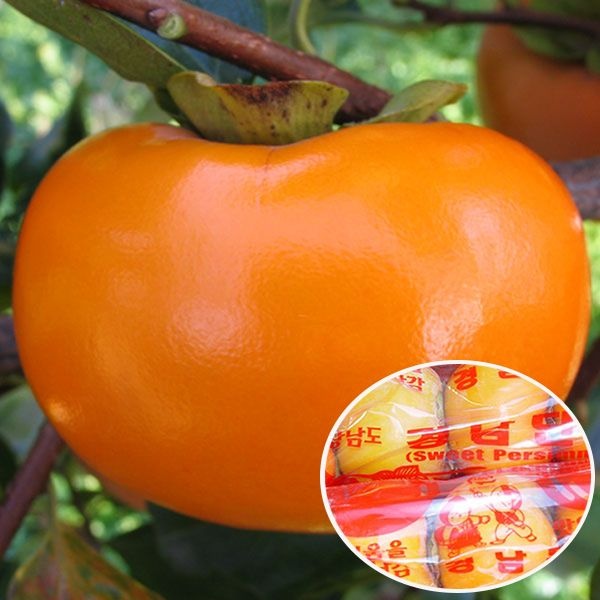 밀양 달콤 아삭한 부유단감 10kg(비닐줄 포장_박스포함)