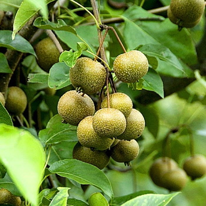 목하원예조경 돌배나무 돌배 묘목 실생1년생 노지월동 정원용 유실수 수분수용 (목하원예조경)