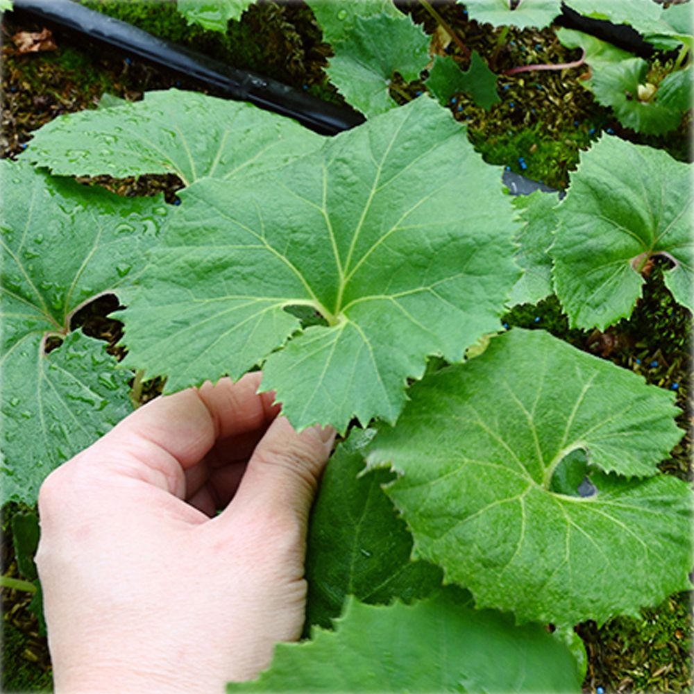 [바로보담 협력사]머위나물 거창머위 머위잎 생머위 햇머위순 1kg 2kg 3kg 4kg 봄나물 제철 장아찌 쌈 비빔밥 당일수확 산지직송