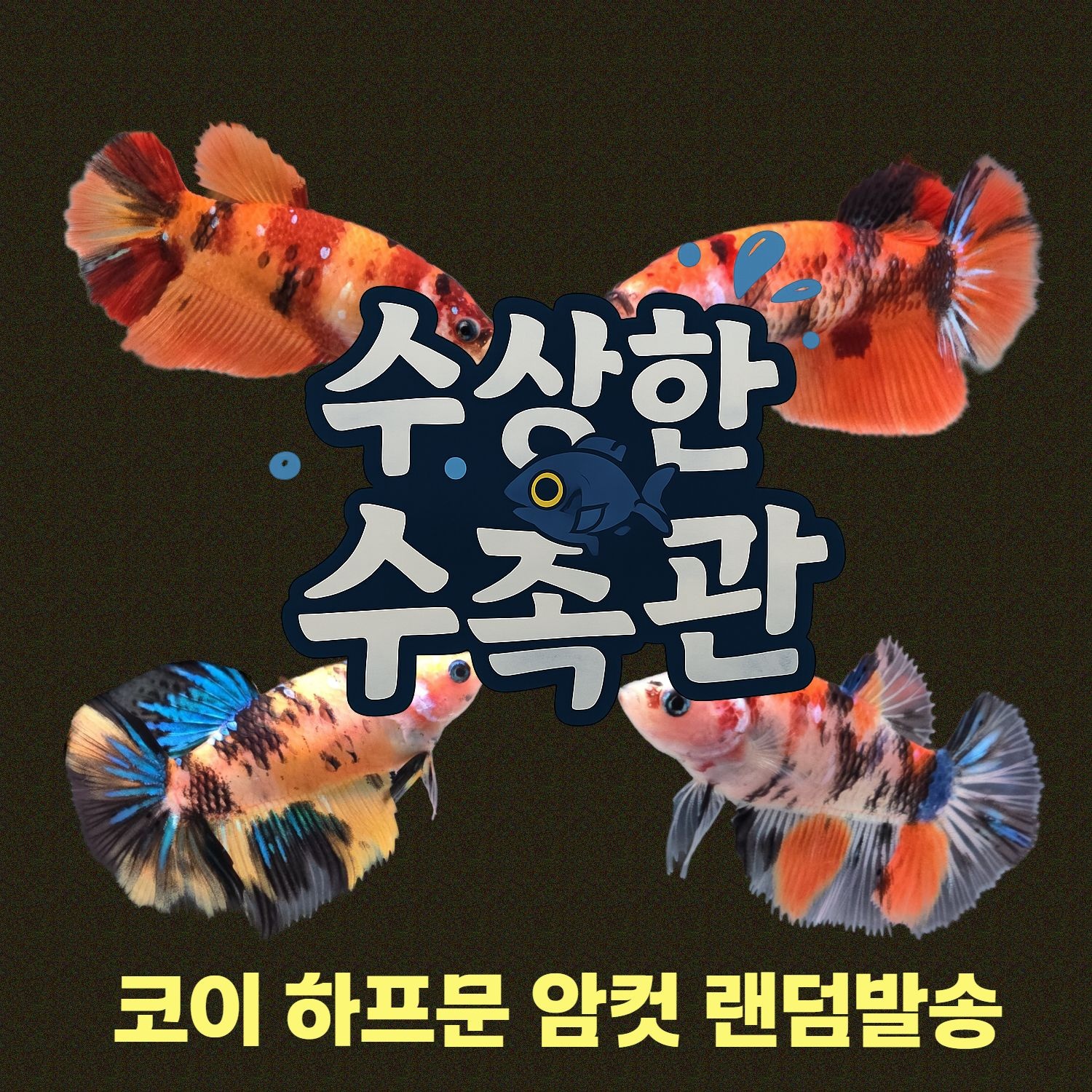 [수상한수족관] [하프문베타 ] 코이 하프문 베타 암컷/ 1마리 /색상 랜덤발송