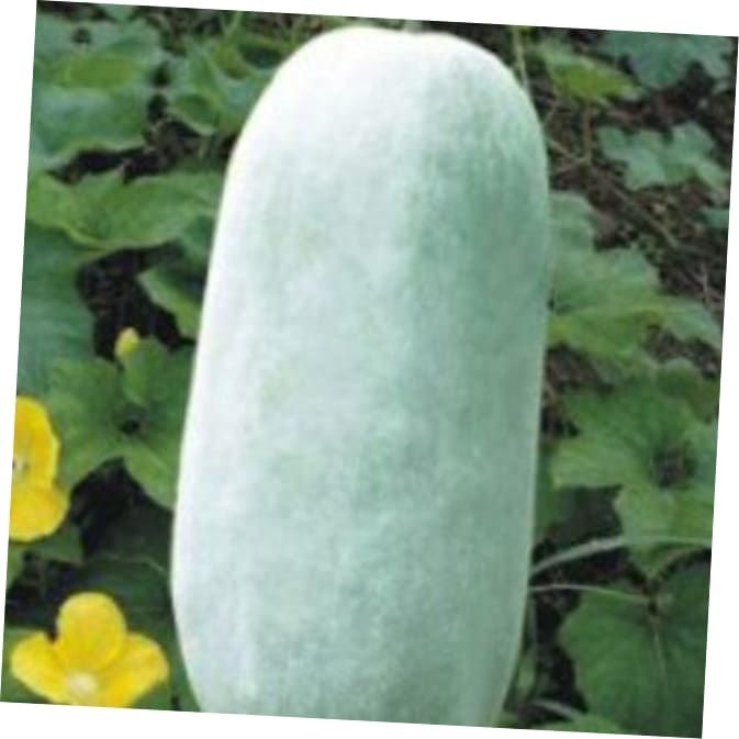 [대량구매가능] 10 씨앗 정원꾸미기 가정원예 품종 종묘사