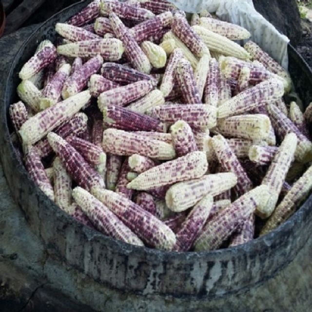 아침마을,강원정선군 강원도 (냉동) 찐 미흑 찰옥수수 18개