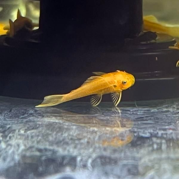 티아쿠아 열대어 안시 숏핀 유어(3cm) 1마리