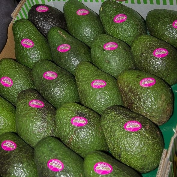 [항공급송]천연단백질 수퍼푸드 아보카도 1.2kg/2.6kg/4kg내외(대과)