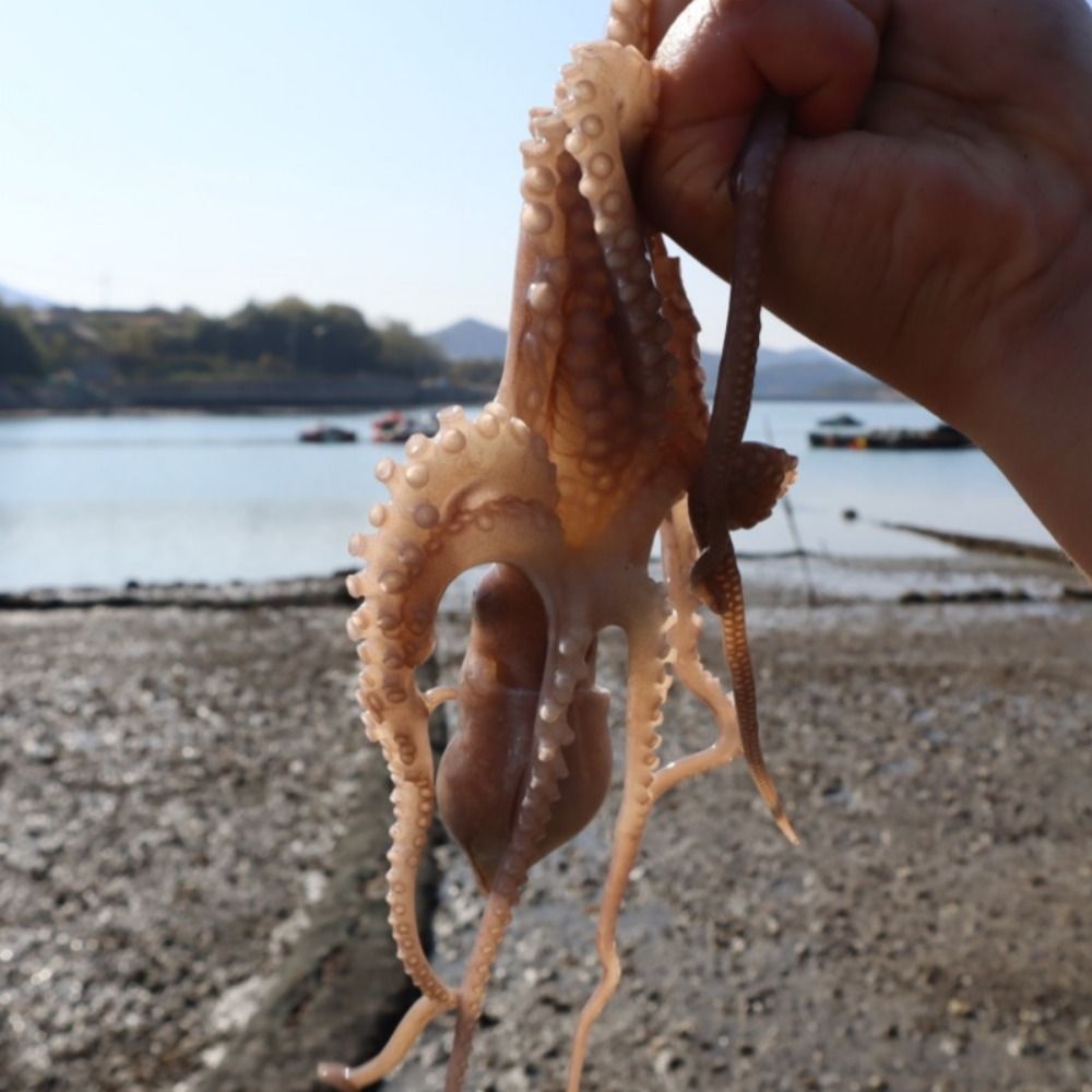 싱싱햇 국산 산낙지 뻘낙지 생물 낙지 1kg 2kg