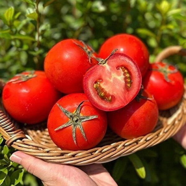 [셀러허브 식품]유럽종 완숙 토마토 10kg 로얄과 유럽종토마토 찰토마토 생토마토 유럽토마토 꿀토마토 주스...