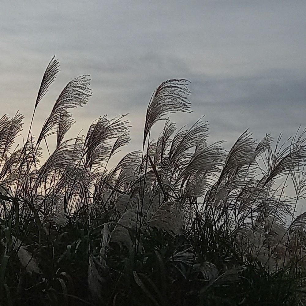 종묘사 관상용 장식용 볏과 참억새 억새 씨앗 종자 1리터