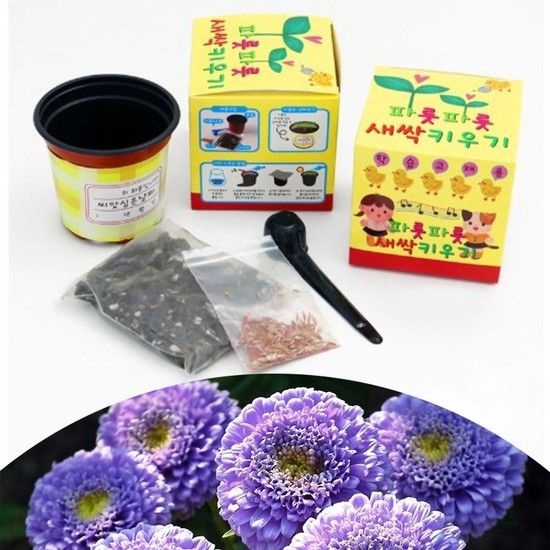 파릇파릇 탐구쑥쑥 새싹키우기(과꽃) 20개 자재