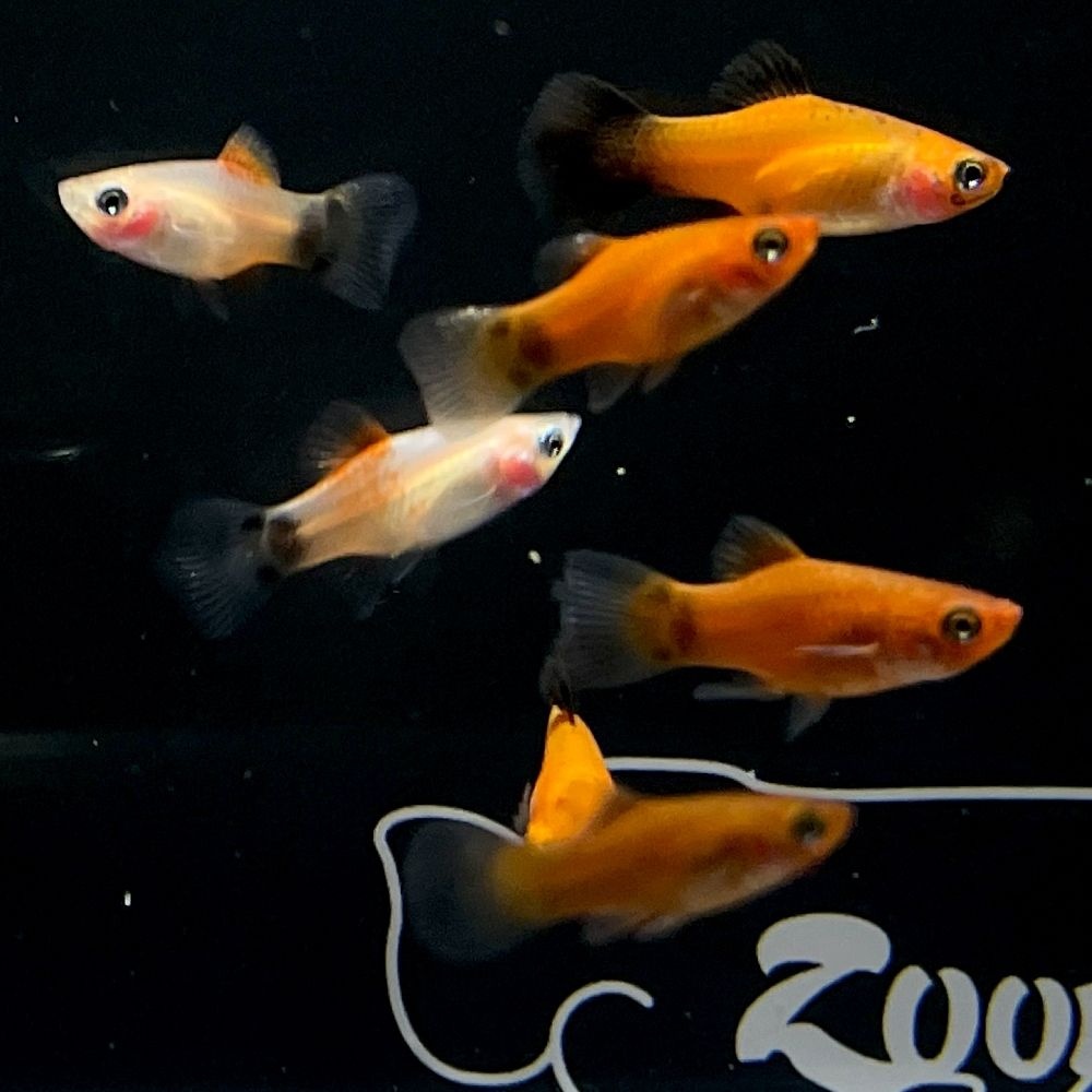 [주니멀열대어][난태생] 플래티 믹스 10마리 세트 [랜덤출고]/분양