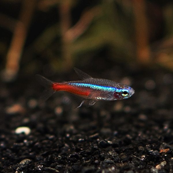 네온 테트라 50마리 관상용 애완 열대어 물고기 관상어 키우기 수족관 마리아쿠아