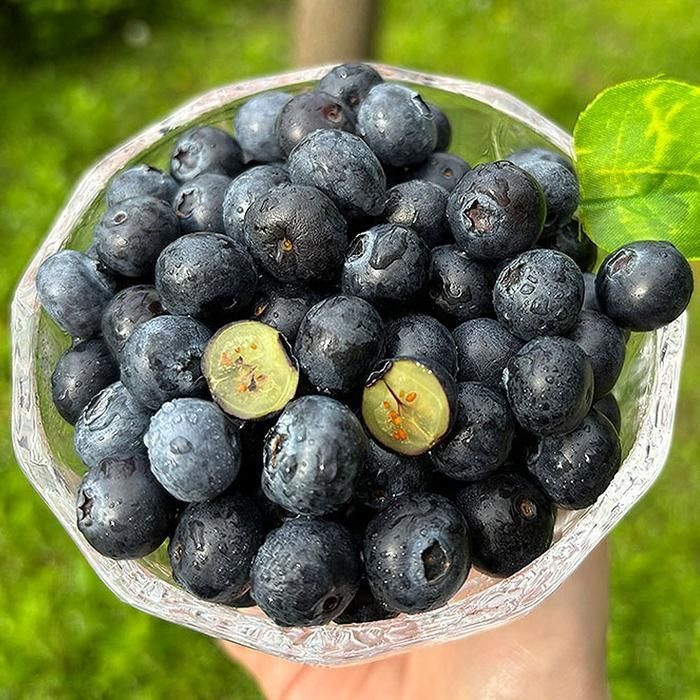 신선한 생 블루베리 1kg 특대 미국산 블루베리 생과 칠레산블루베리 미국블루베리 미국생블루베리