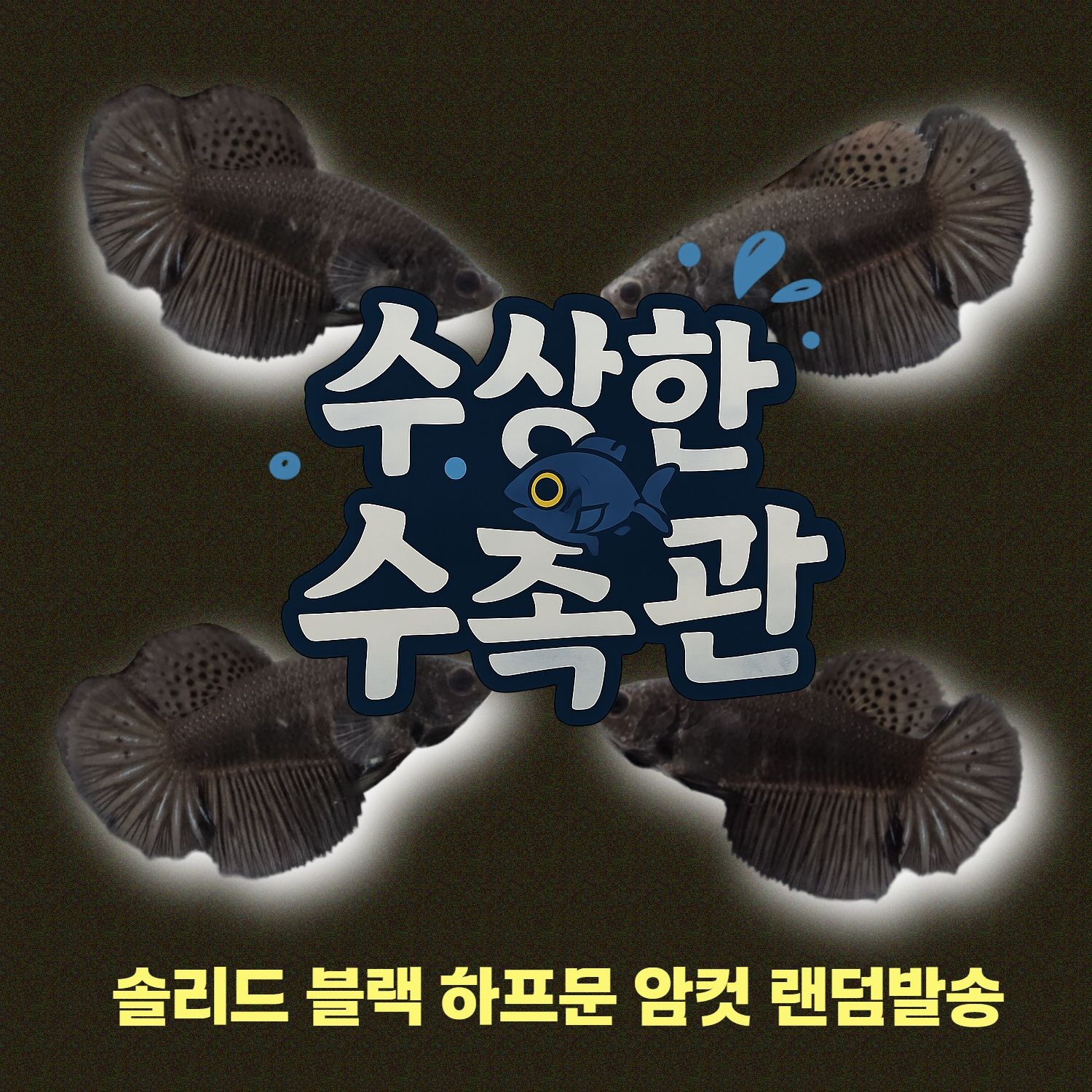 [수상한수족관] [하프문베타 ]솔리드색상 블랙 하프문 베타 암컷/ 1마리 /색상 랜덤발송