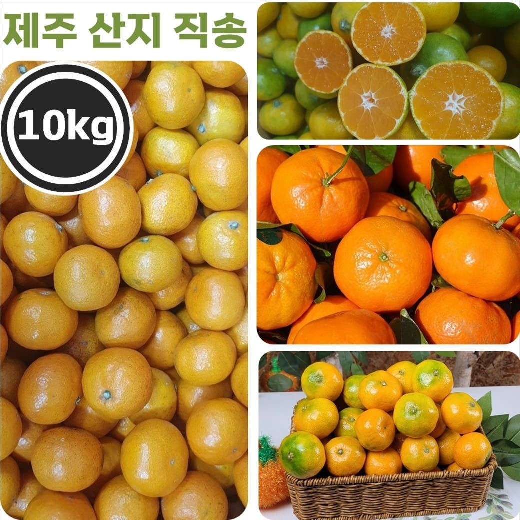 제주 산지 직송 고당도 노지 감귤 (10kg)/대과 중과 소과/새콤달콤 극조생 귤 밀감 제철 과일