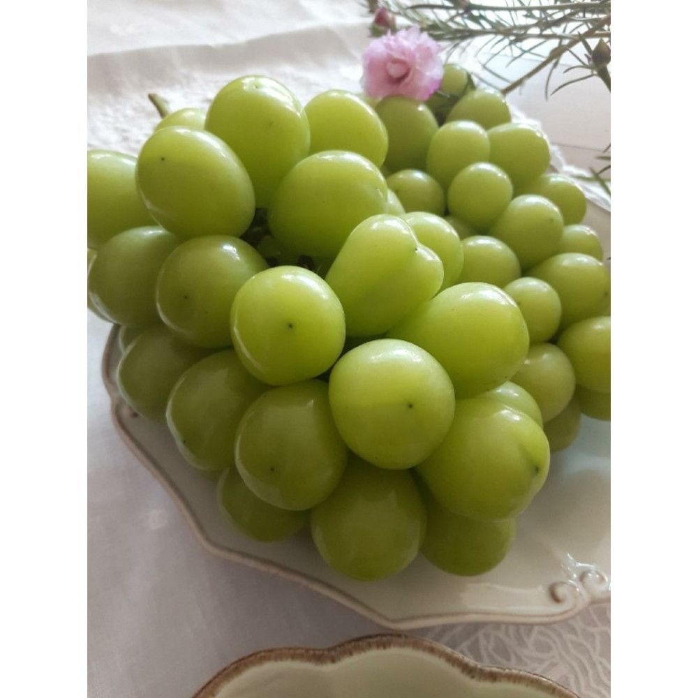 푸른초장 [푸른초장] 고당도 프리미엄 샤인머스켓 2~4수(송이) 2kg