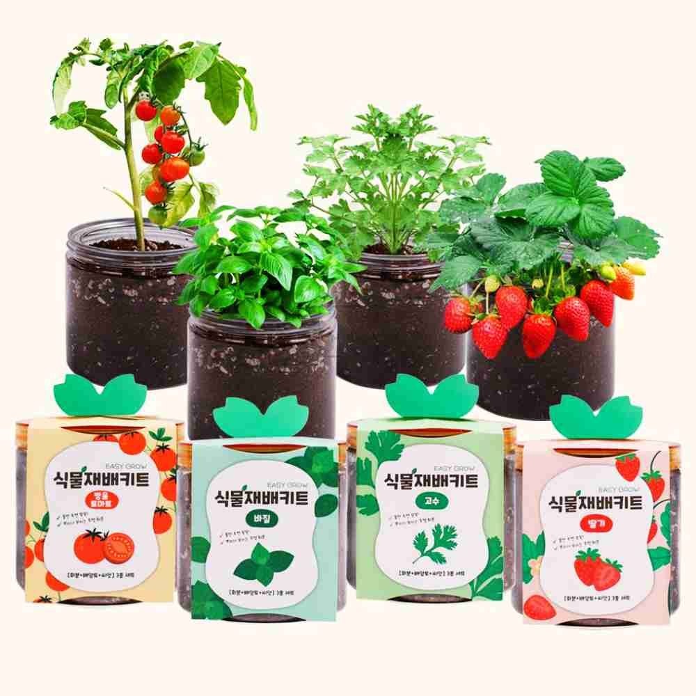 엠비아샵4 식물재배키트 방울토마토 딸기 고수 바질 방울토마토키우기 레몬밤키우기 강낭콩키우기 바질키우기