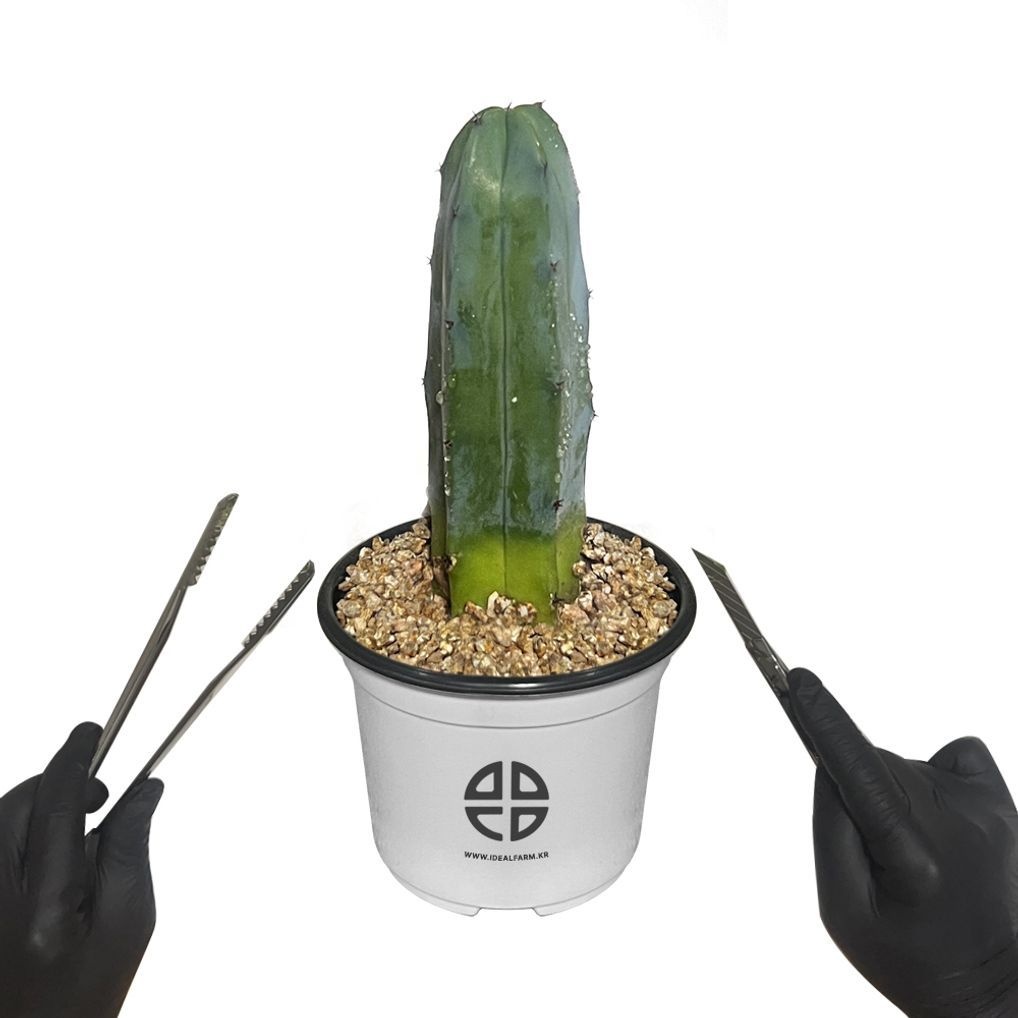 사막에 사는 식물 관찰 실험용 기둥 선인장 용신목 선인장 자르기 실험 키트