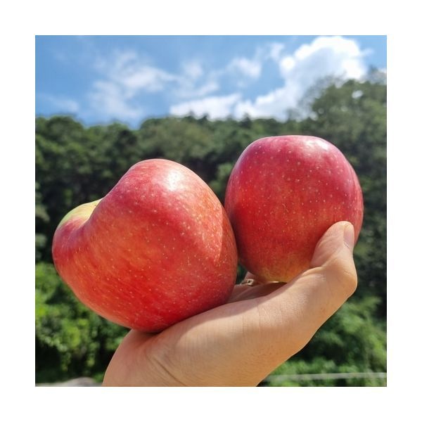 든든한하루 홍로 사과 10kg (4057과)