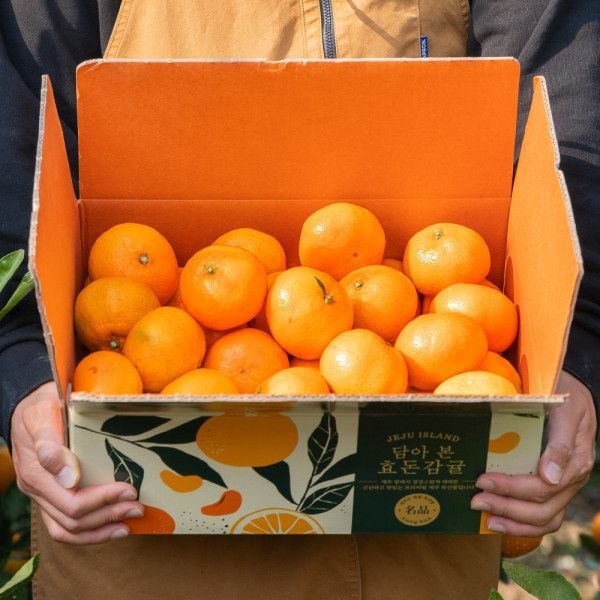 UnKnown 고당도 효돈 감귤 10kg 5kg 로얄과 중대과 가정용 단 하루 특가 행사