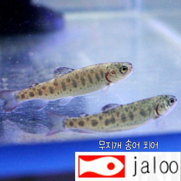 생먹이 자루 무지개 송어 치어 관상용 연못 방생 수족관 민물고기