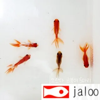 생먹이 자루 관상용 오란다 금붕어 5마리 물고기 어항 수족관 관찰용