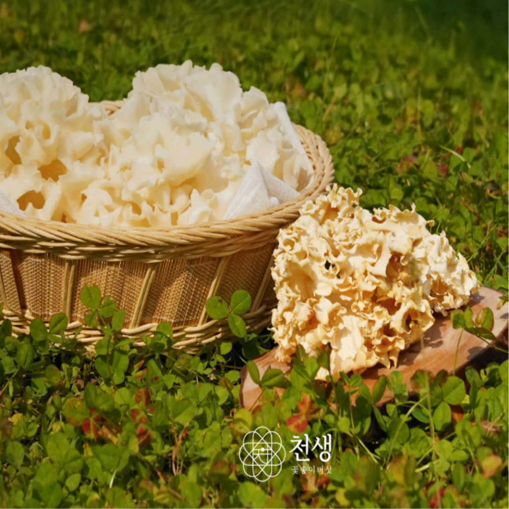 천생 건조꽃송이버섯 50G 베타글루칸 면역력 친환경재배 청정지역