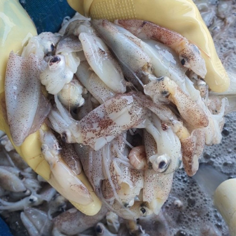 국내산 대왕 생물 호래기 500g 23미내외 생호래기 1차해수세척 호래기회 횟감가능